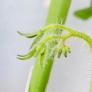 狭いスペースを生かしたい/狭いベランダ/ベランダからの景色/ベランダ菜園/ベランダガーデン...などのインテリア実例 - 2023-06-20 14:39:21