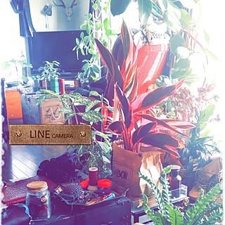 机/my room/机まわり/ソファーまわり/観葉植物...などのインテリア実例 - 2015-10-18 16:08:09