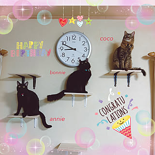 キャットステップDIY/キャットステップのある部屋/猫といる暮らし/キャットウォークDIY/ベッド周りのインテリア実例 - 2023-05-16 21:49:47