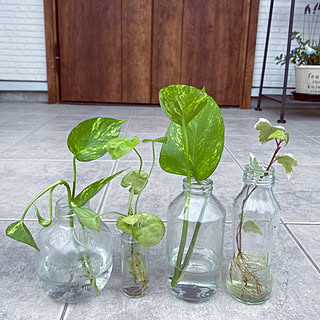 水挿し達 のインテリア実例 Roomclip ルームクリップ