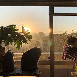 窓辺/猫とお日さま/初日の出/元日/植物のある暮らし...などのインテリア実例 - 2020-01-01 11:47:45