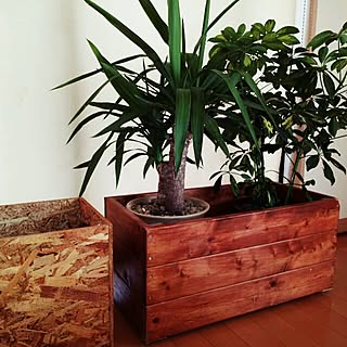 机/DIY/観葉植物/緑化計画/green増やしたいのインテリア実例 - 2014-06-18 13:29:59