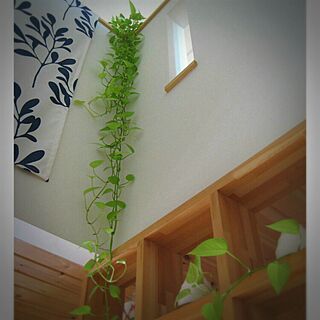 壁/天井/観葉植物/IKEA/スウェーデンハウス のインテリア実例 - 2016-07-09 00:31:37