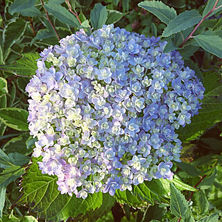 紫陽花/手作りの庭/グリーンが好き/白い花が好き/緑が好き♡...などのインテリア実例 - 2019-06-13 06:07:09