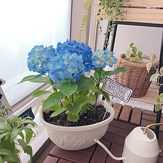 ベランダガーデン アジサイのおしゃれなアレンジ 飾り方のインテリア実例 Roomclip ルームクリップ