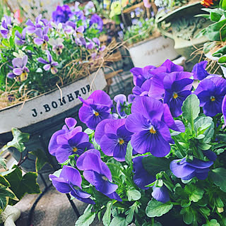 花のある暮らし/グリーンのある暮らし/道の駅で購入/雑貨♡/お花大好き♡...などのインテリア実例 - 2019-03-13 14:06:41