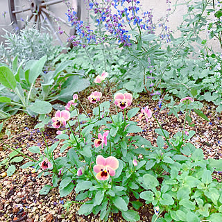 庭 カラミンサのおしゃれなインテリアコーディネート レイアウトの実例 Roomclip ルームクリップ 庭 カラミンサのおしゃれなインテリアコーディネート レイアウトの実例 Roomclip ルームクリップ