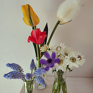 お花♡/お庭の花/庭DIY♡/チューリップ/ムスカリ...などのインテリア実例 - 2022-04-09 12:34:05