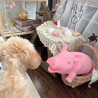 わんちゃんだいすき♡/わんちゃんと暮らす家/愛犬/愛犬と暮らす家/トイプードルと暮らす...などのインテリア実例 - 2022-08-07 01:07:39