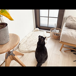 ねこと暮らす/観葉植物/ソファ/一人暮らし/プロジェクター...などのインテリア実例 - 2023-04-17 18:33:34