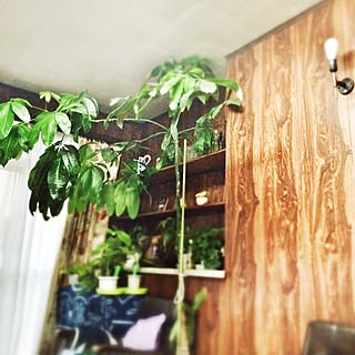 実家のお部屋/観葉植物♡/パキラすくすく育ちました/天井まで育ちました。/ジャングル化のインテリア実例 - 2014-11-30 15:35:39