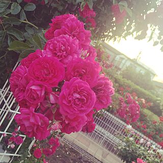 お散歩中/薔薇公園/花のインテリア実例 - 2016-05-24 02:16:31