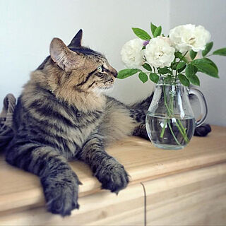 花と猫のインテリア実例 ｜ RoomClip（ルームクリップ）