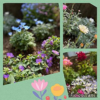 お庭の花達/お庭のお花♡/お庭/お花のある暮らし/春の訪れ...などのインテリア実例 - 2022-03-07 14:47:32