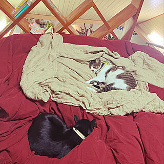 爪とぎ/ロフトのベッドは、猫が占領/ロフトのベッド/猫と暮らす家/ベッド周りのインテリア実例 - 2022-11-10 20:30:11