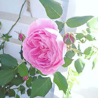 部屋全体/花のある暮らし/花が好き/薔薇のある庭/薔薇のある暮らし...などのインテリア実例 - 2022-04-30 12:01:47