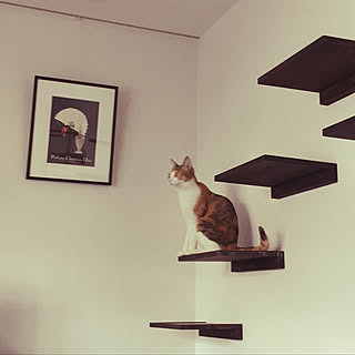 DIY/cat/猫/アンティーク/catwalk...などのインテリア実例 - 2019-10-28 11:02:42