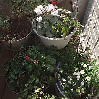 旦那が統一感無しや！と！/ランキスの寄せ植えもつぼみ持ち中/ドライする/花かんざしモリモリ/ベランダ花で沢山でーす（՞ټ՞☝...などのインテリア実例 - 2017-03-12 15:10:48