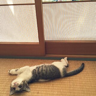 子猫のミイ/DIY/ハンドメイドのインテリア実例 - 2015-09-12 19:20:47