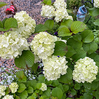 季節を感じる暮らし/花のある暮らし/朝の風景/趣味/いいね押し逃げごめんなさい(>_<)...などのインテリア実例 - 2021-04-13 08:45:51