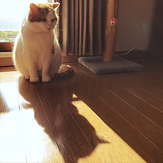 部屋全体/ひとり暮らし/ねこ部/ねこと暮らす/猫のいる暮らし...などのインテリア実例 - 2018-01-23 12:45:43