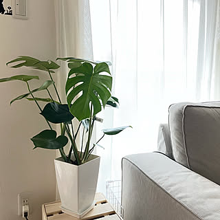 観葉植物のある部屋/観葉植物のある暮らし/モンステラ/カインズ観葉植物/カインズホーム...などのインテリア実例 - 2021-03-14 14:43:22