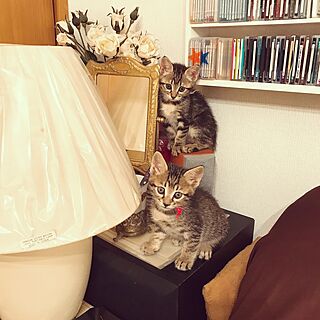 リビング/ソファー横サイドテーブル/狭い我が家/子猫が来ました/狭いけど楽しみたい！...などのインテリア実例 - 2017-06-07 22:42:14