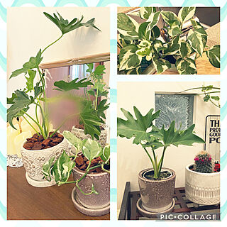 観葉植物/DULTONの植木鉢/ポトス/セローム/植え付け...などのインテリア実例 - 2021-10-12 12:40:20