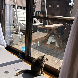 こねこと暮らす/にわのある暮らし/庭/猫/ねこのいる風景...などのインテリア実例 - 2022-04-05 16:19:11