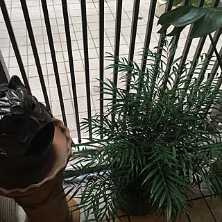 縁起物/大きな口のフクロウ/丈夫な植物/玄関にグリーン/テラコッタの台...などのインテリア実例 - 2021-05-10 08:23:17