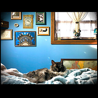 ベッド周り/フォトフレームディスプレイ/猫のいる暮らし/青い壁のインテリア実例 - 2024-01-26 21:42:10