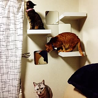 棚/猫/IKEA/マリメッコのインテリア実例 - 2015-05-10 22:04:22