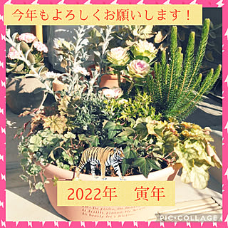 部屋全体/お正月/寄植え/カーメン君/葉ボタン...などのインテリア実例 - 2022-01-01 13:52:01