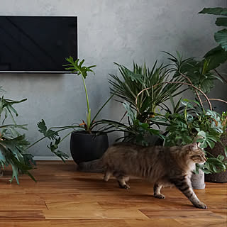 植物のある生活/植物のある暮らし/モルタル調塗装/壁掛けテレビ/猫のいる暮らし...などのインテリア実例 - 2019-06-04 11:50:20