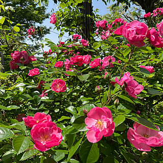 お庭の花/薔薇/玄関/入り口のインテリア実例 - 2021-05-09 17:20:16