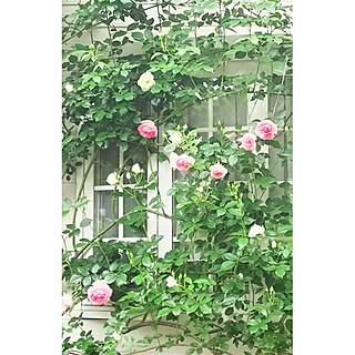 玄関/入り口/薔薇が好き/花のある暮らし/出窓/格子窓...などのインテリア実例 - 2016-05-11 08:26:07