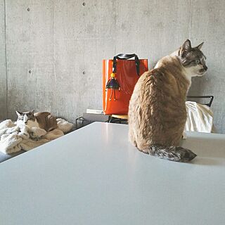 リビング/猫のインテリア実例 - 2016-06-03 02:07:31