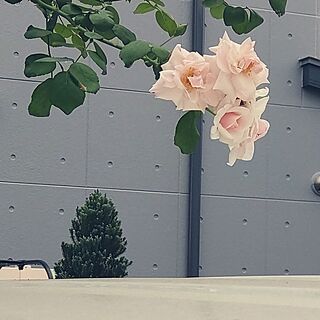玄関/入り口/1枚目、車の屋根の上で、ニュードーン/2枚目　今頃2番花の香粉蓮/夏花は小さめで控えめ/まだ他にも咲いてる薔薇が…...などのインテリア実例 - 2023-07-19 09:17:05