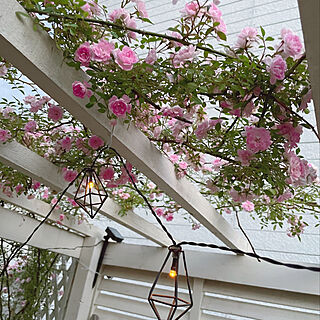 ガーデンライト/ミニ薔薇咲きました/パーゴラDIY/玄関/入り口のインテリア実例 - 2022-07-02 21:33:53