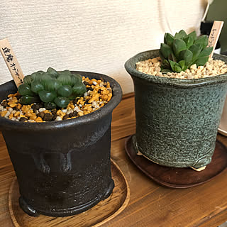 多肉植物初心者/多肉植物/ハオルチアオブツーサ/ハオルチア/信楽焼の植木鉢...などのインテリア実例 - 2021-07-05 21:47:32