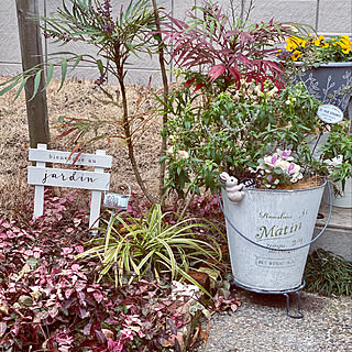 ハツユキカズラ 葉牡丹寄せ植えのインテリア実例 Roomclip ルームクリップ