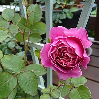 いいね！ありがとうございます◡̈♥︎/ガーデニング/花のある暮らし/バラが好き/あおい...などのインテリア実例 - 2017-05-13 13:37:53