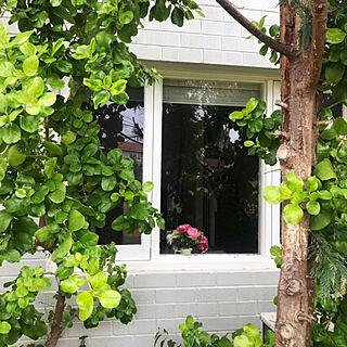 窓/草ボーボー/GREEN LIFE/ガーデン/玄関/入り口のインテリア実例 - 2020-05-04 14:00:48