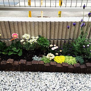 玄関/入り口/花壇の花のインテリア実例 - 2016-04-19 00:02:35