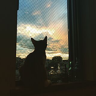 棚/窓/瓶/猫と暮らすのインテリア実例 - 2016-08-22 19:52:51