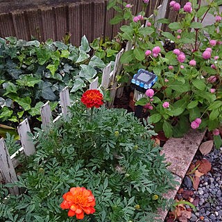 ベッド周り/DIY/お花のある暮らし/グリーン/観葉植物...などのインテリア実例 - 2019-09-26 08:11:42