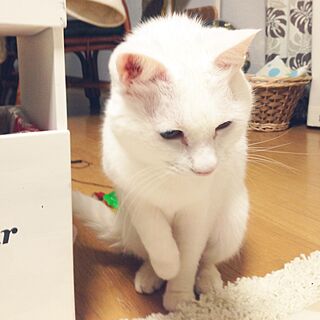 リビング/猫/白猫/ねこ部のインテリア実例 - 2015-12-07 00:12:43
