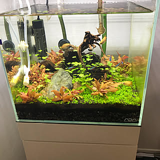 水草水槽 ハニードワーフグラミーのインテリア実例 Roomclip ルームクリップ
