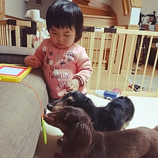 リビング/ミニチュアダックス/スウェーデンハウス /多頭飼い/犬と子供と暮らす...などのインテリア実例 - 2017-02-21 11:24:04