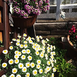 玄関/入り口/ガーデニング/花のある暮らし/白い花が好きのインテリア実例 - 2016-03-26 18:13:40